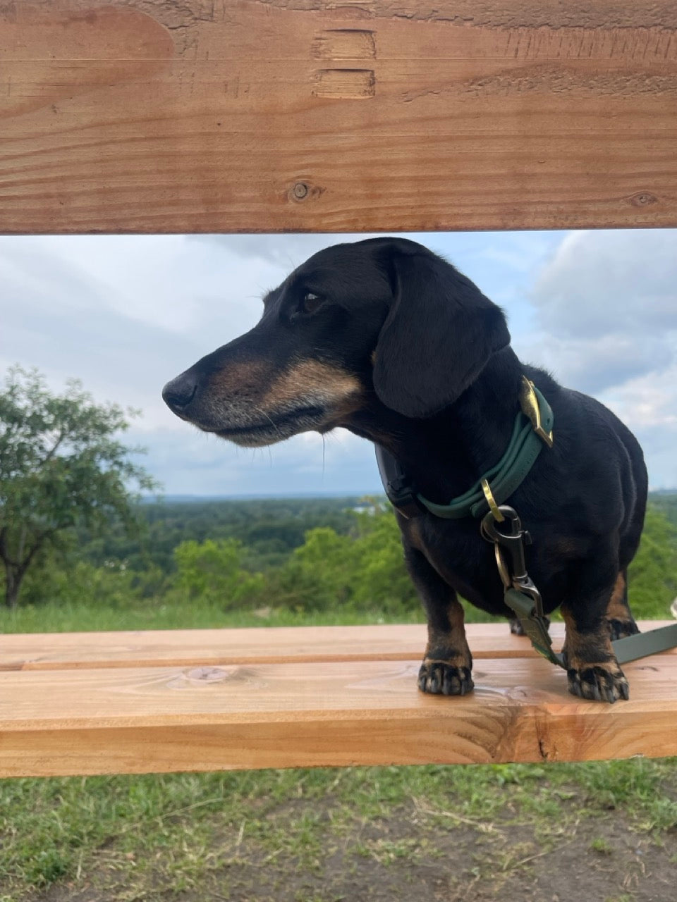 Simply Spoilt Signature Collar Small - heritage green coated dog collar with gold-tone hardware