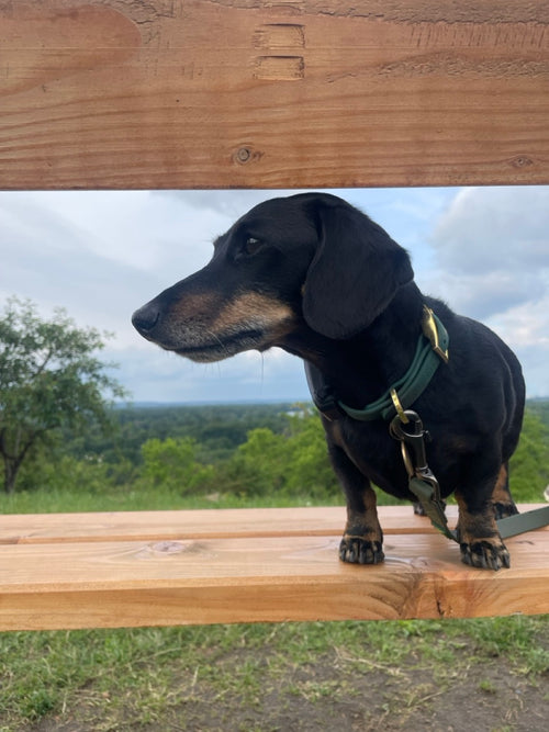 Simply Spoilt Signature Collar Small - heritage green coated dog collar with gold-tone hardware