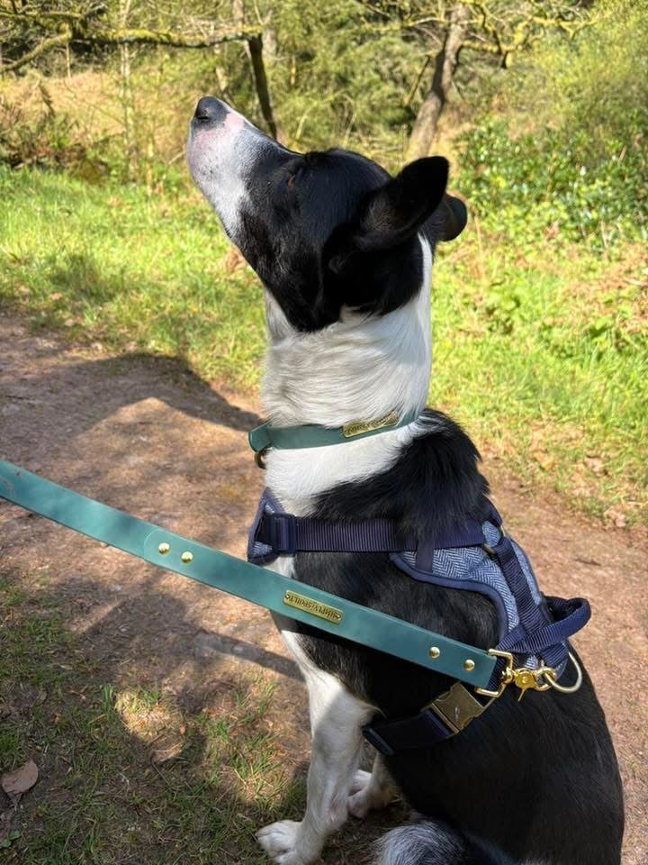 Simply Spoilt Signature Lead and Collar Set - matching heritage green dog lead and collar with gold hardware