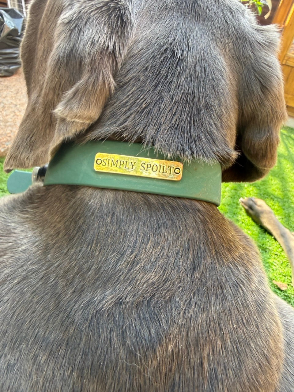 Simply Spoilt Signature Collar Medium - heritage green dog collar with gold signature metal badge