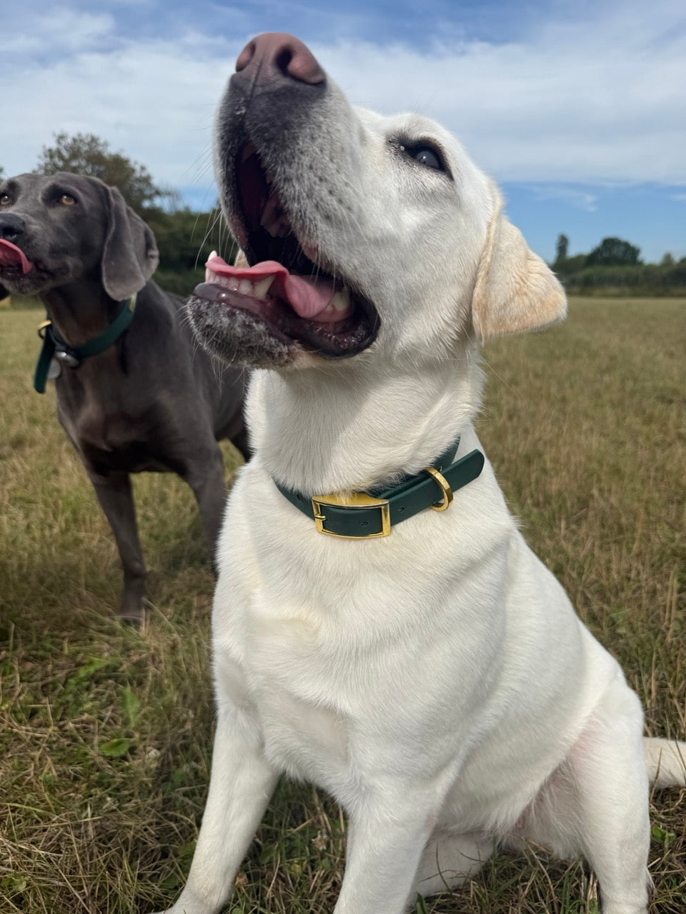 Simply Spoilt Signature Lead and Collar Set - matching heritage green dog lead and collar with gold hardware