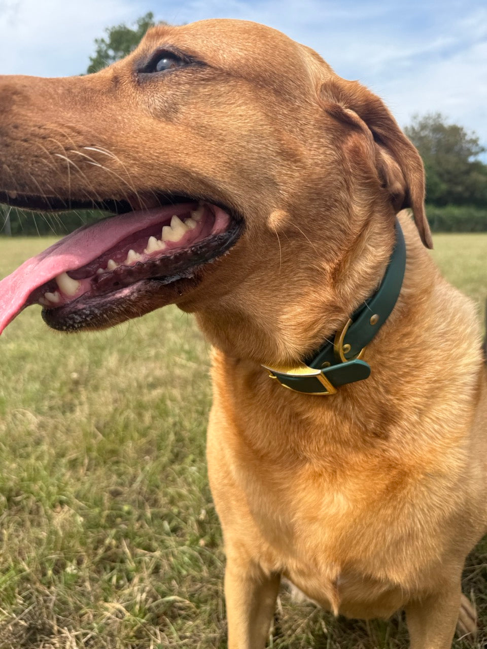Simply Spoilt Signature Lead and Collar Set - matching heritage green dog lead and collar with gold hardware