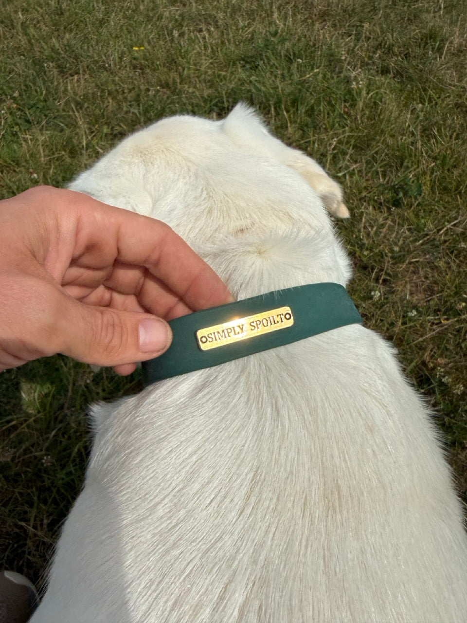 Simply Spoilt Signature Lead and Collar Set - matching heritage green dog lead and collar with gold hardware