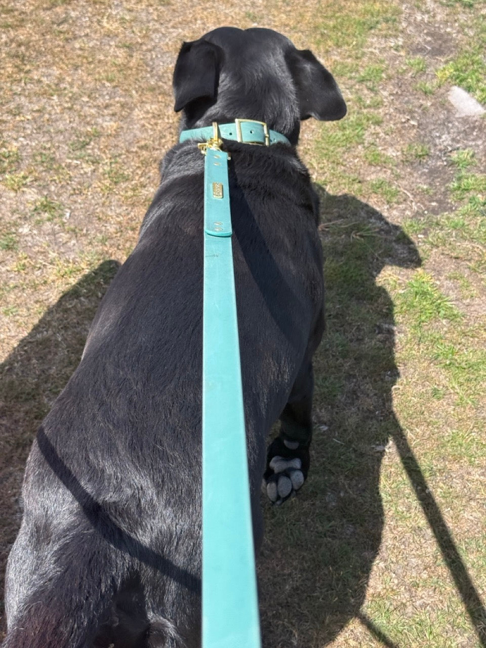 Simply Spoilt Signature Lead and Collar Set - matching heritage green dog lead and collar with gold hardware